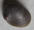 /products/neripteron-spirali-1-reeve-1855/